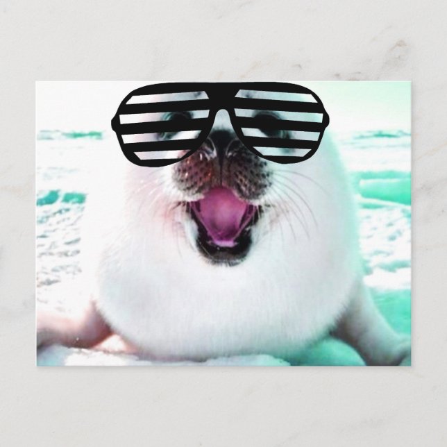 Funny seal postcard (Front)