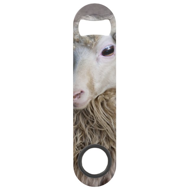 Funny Sheep (Front)