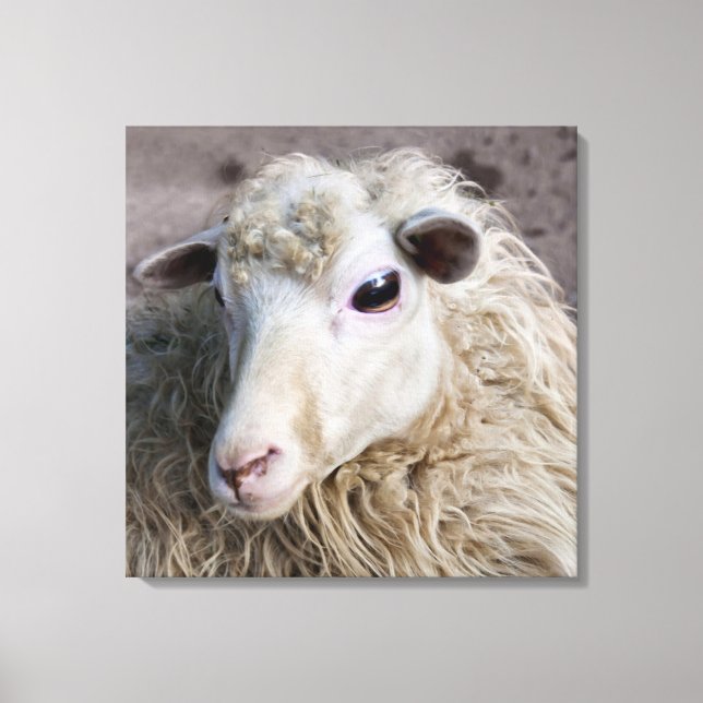 Funny Sheep Canvas Print (Front)
