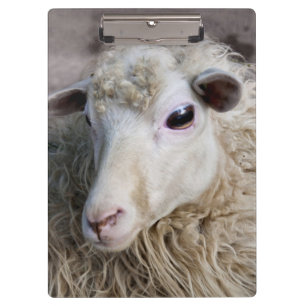 Funny Sheep Clipboard