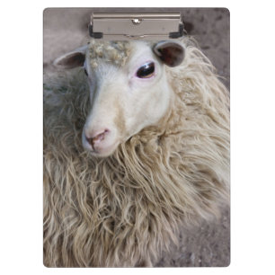 Funny Sheep Clipboard