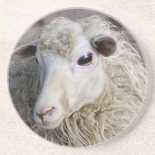 Funny Sheep Coaster