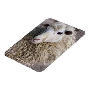 Funny Sheep Magnet