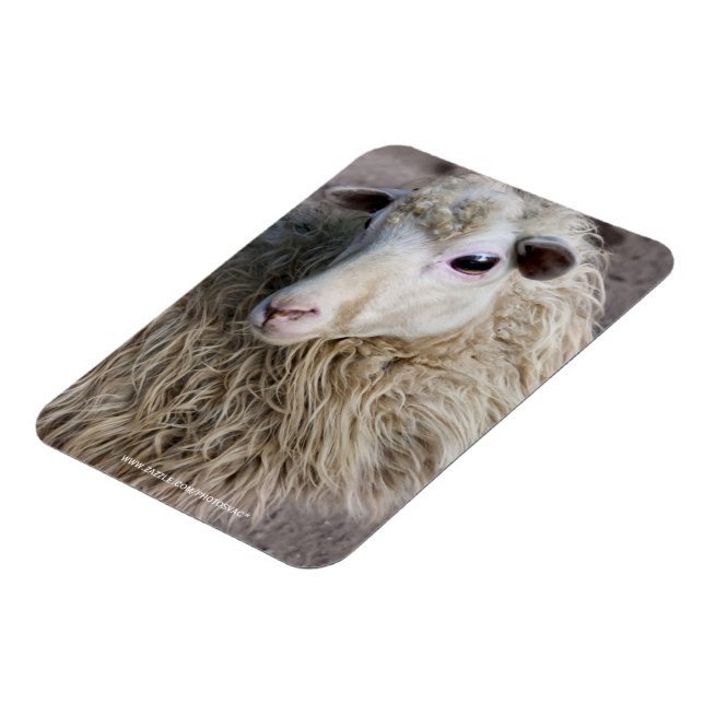Funny Sheep Magnet (Left Side)