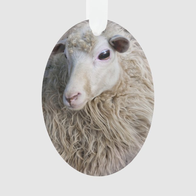 Funny Sheep Ornament (Front)