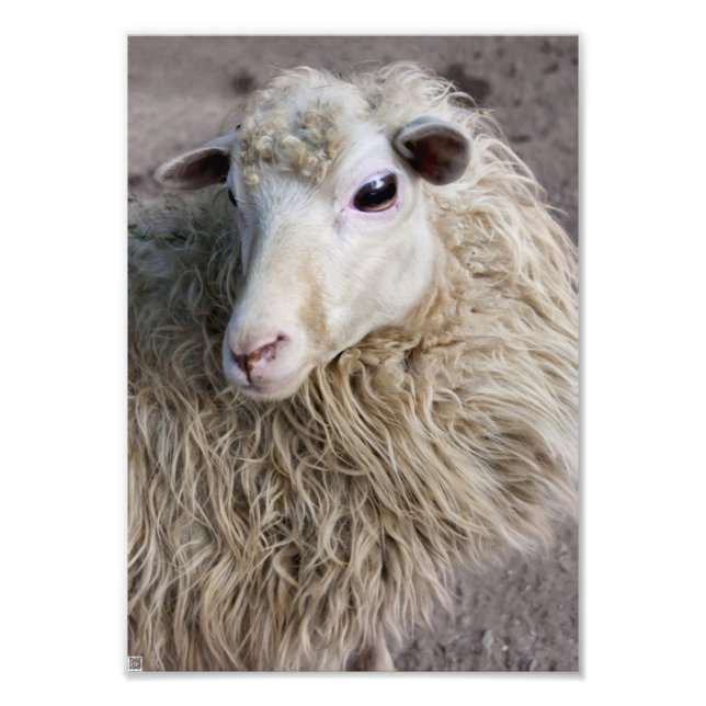 Funny Sheep Photo Print (Front)