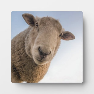 Funny sheep selfie plaque