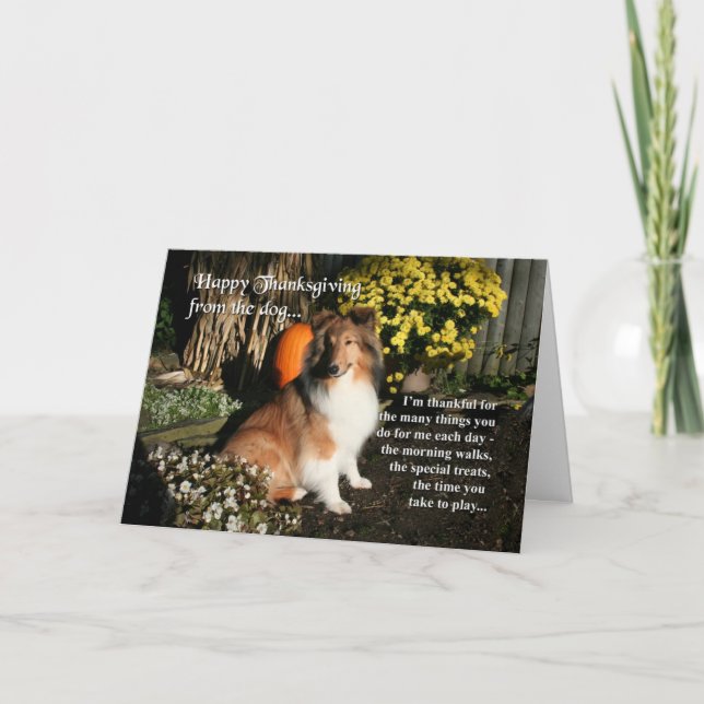 Funny Sheltie Thanksgiving Card (Front)