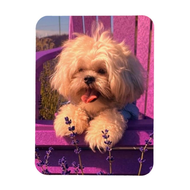 Funny Shih Tzu Puppy Smiling (Dog Days) Magnet (Vertical)