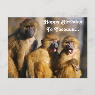Funny Singing Monkeys - Barbary Macaques Postcard