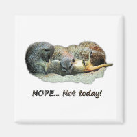 Funny, sleeping meerkats