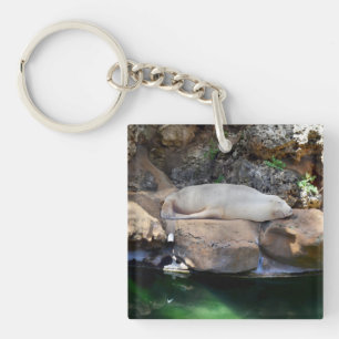 Funny Sleeping White Sea Lion On Rocks,  Key Ring