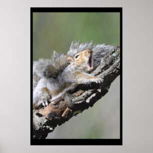 Funny Sleepy Squirrel Blank Card Poster