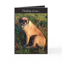 Funny Smiling English Mastiff Dog card