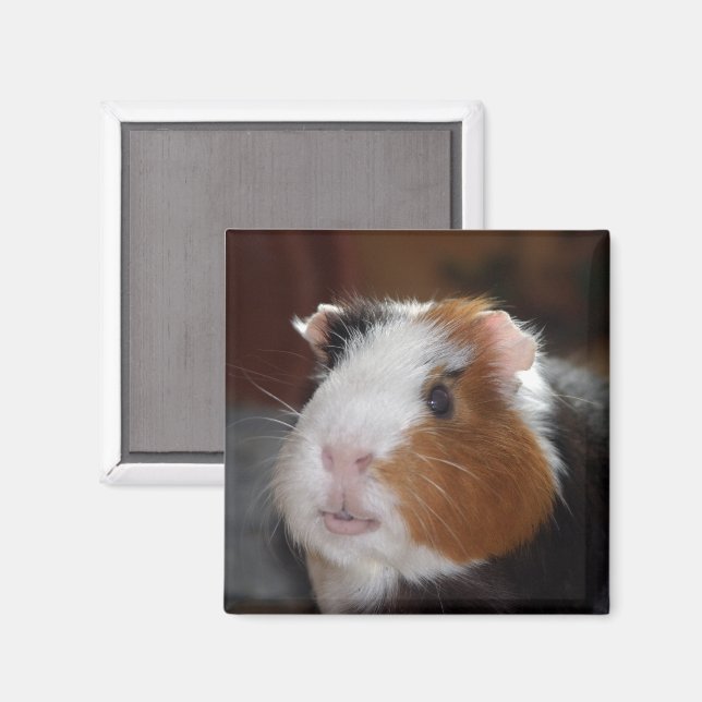 Funny, Smooth, Tricolor Guinea Pig Face Magnet (Front/Back)