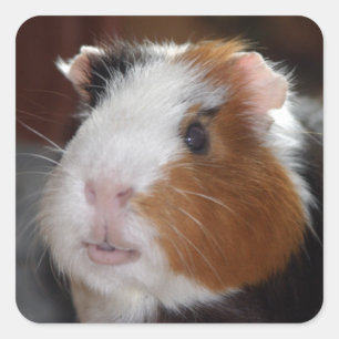 Funny, Smooth,Tricolor Guinea Pig Square Sticker