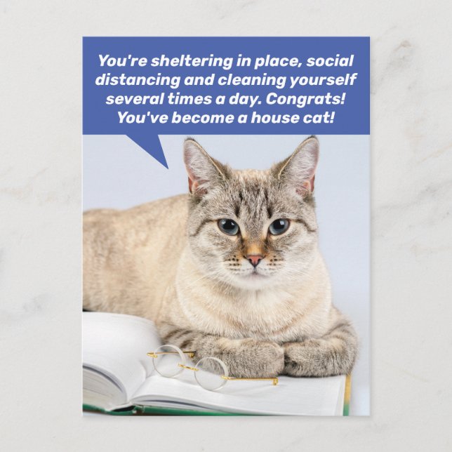 Funny Social Distancing House Cat Postcard (Front)
