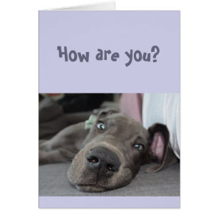 Funny Social Distancing Miss You Great Dane Dog