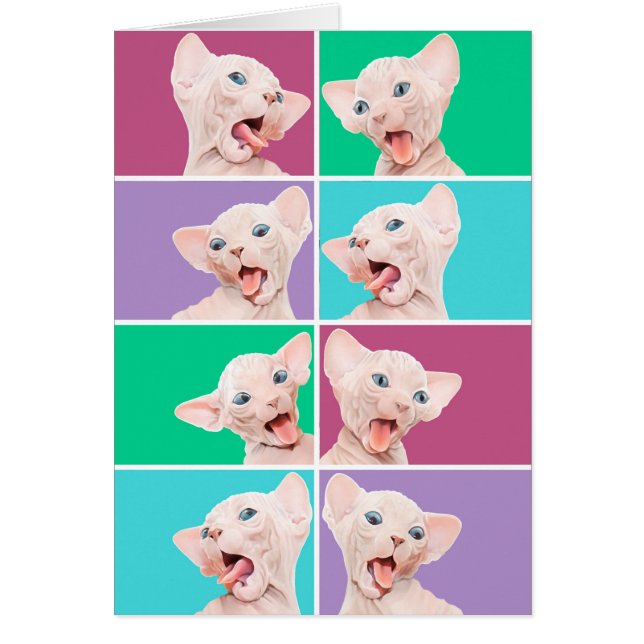 Funny sphynx kitten (Front)