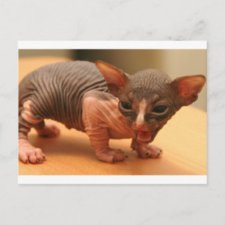Funny sphynx kitten postcard