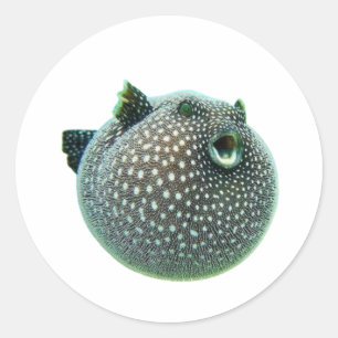 ​Funny Spotted Puffer Fish Sticker - Blowfish Mari