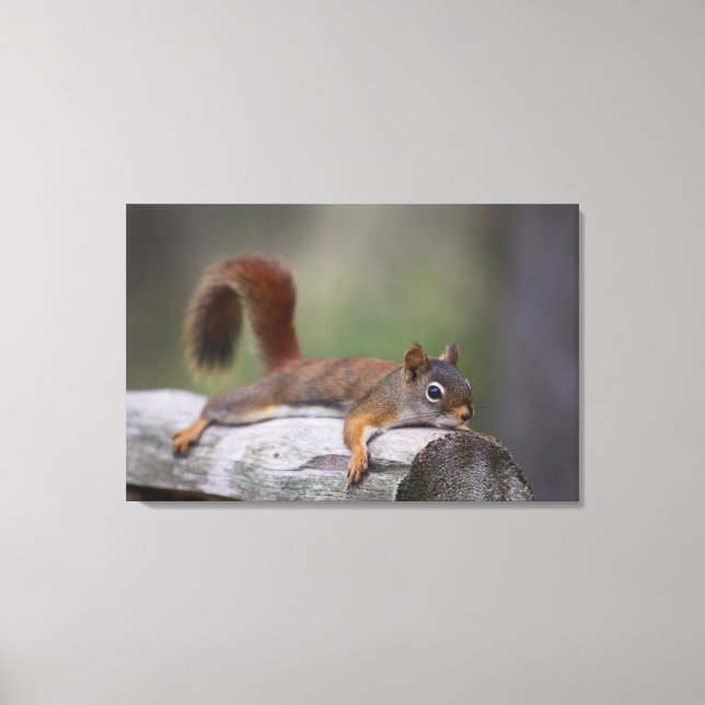 Funny Squirrel Canvas Print (Front)