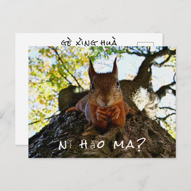 Funny Squirrel Cute Animals Hello From Hi China Postcard (Front/Back)