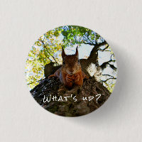 Funny Squirrel Cute Animals Hello There From Hi