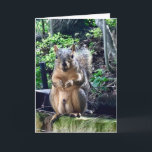 Funny Squirrel Deez Nuts Custom Text Birthday Card<br><div class="desc">Customise this funny birthday card or leave it as... DEEZ NUTS! A hilarious squirrel play on words joke about his nuts. Crude humour for an adult occasion. Make your friends laugh with this pop culture quote.</div>