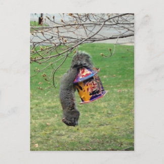 Funny Squirrel Postcard