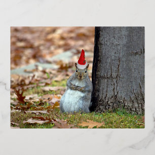 Funny Squirrel Santa Christmas postcard