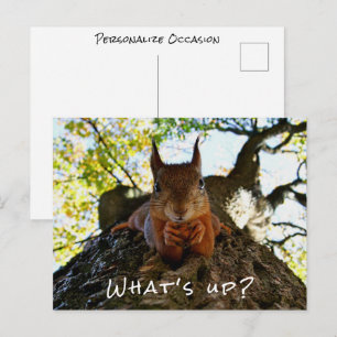 Funny Squirrel What's Up Cute Animal Hello i Holiday Postcard