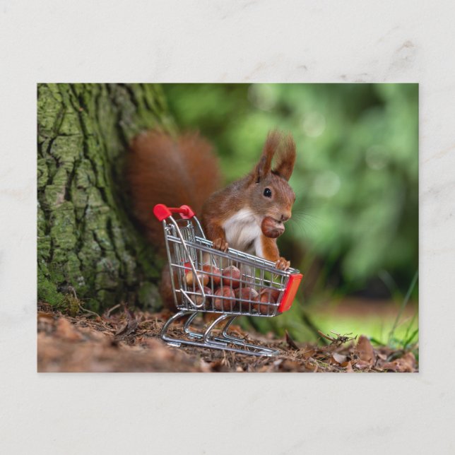 Funny Squirrel with Shopping Cart - Squirrel Humou Postcard (Front)