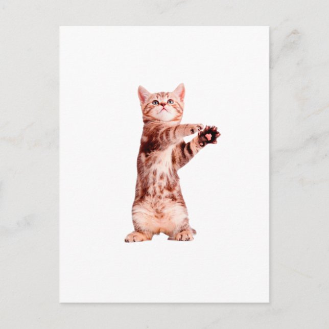 Funny standing playful kitten postcard (Front)