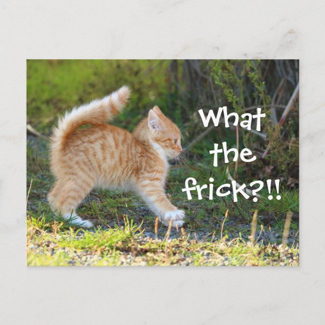 Funny Surprised Cat. What the frick? Postcard (Front)