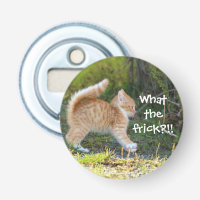 Funny Surprised Ginger Kitten. What the frick?