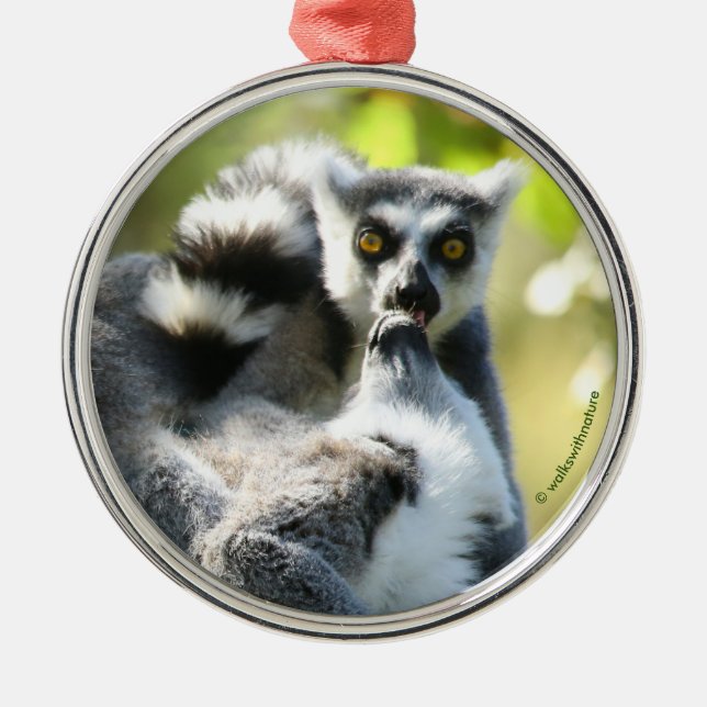 Funny Surprised Lemurs of Madagascar Metal Tree Decoration (Front)