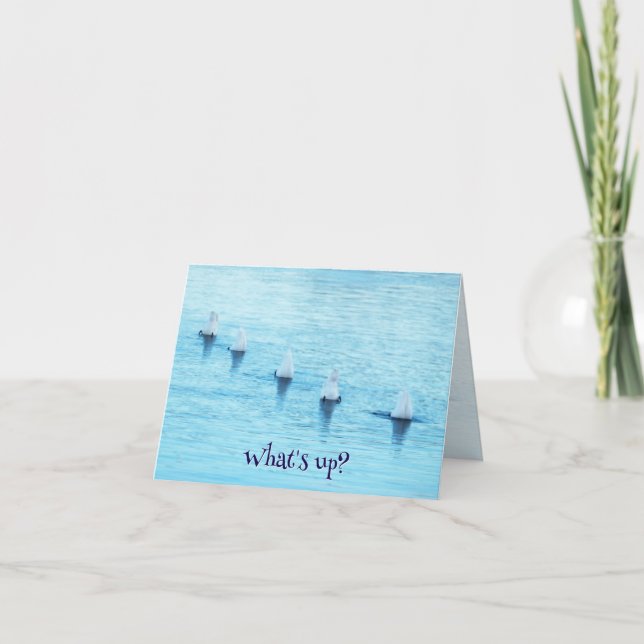 Funny Swans Diving What's Up All Occasion Blank Holiday Card (Front)