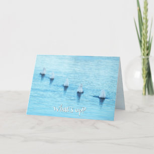 Funny Swans What's Up All Occasion Blank Holiday Card