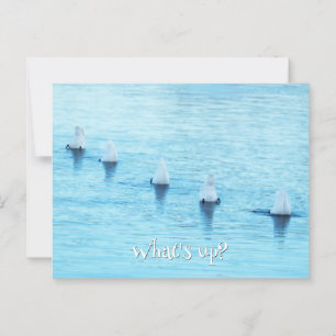 Funny Swans What's Up All Occasion Blank Postcard
