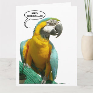 Funny Talking Parrot Birthday Big Greeting Card