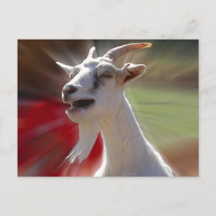 Funny Tallking Goat Photograph Postcard