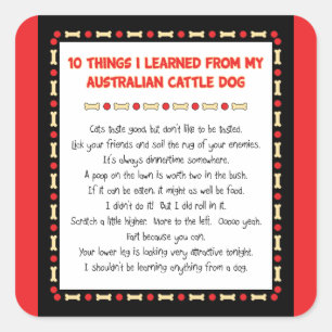 Funny Things I Learned From Australian Cattle Dog Square Sticker