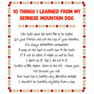 Funny Things I Learned From Bernese Mountain Dog Standing Photo Sculpture
