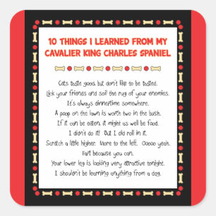 Funny Things I Learned From Cavalier King Charles Square Sticker