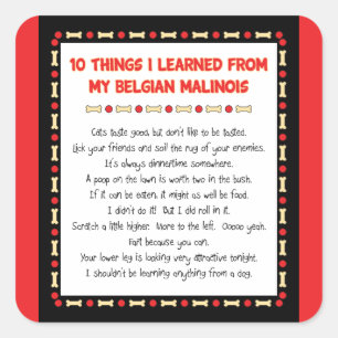 Funny Things I Learned From My Belgian Malinois Square Sticker