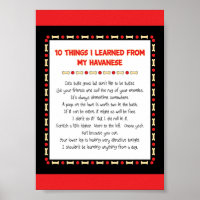Funny Things I Learned From My Havanese