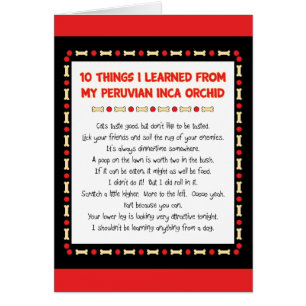 Funny Things I Learned From Peruvian Inca Orchid