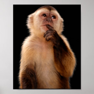 Funny thinking monkey meme sarcastic poster