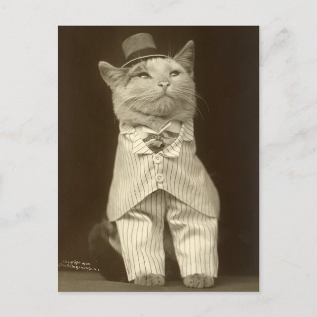 Funny Vintage Cat Wearing Suit and Top Hat Postcard (Front)